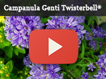 Campanula Genti Twisterbell