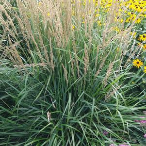 Calamagrostis acutiflora Karl Foerster