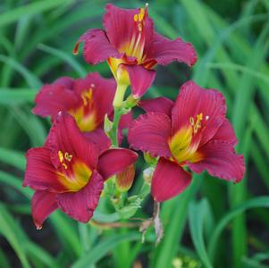 Hemerocallis Ruby Stella