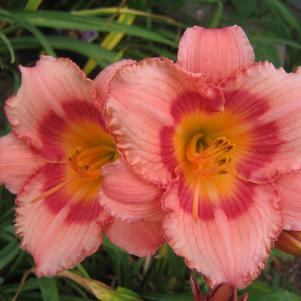 Hemerocallis Strawberry Candy