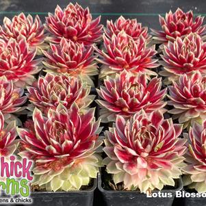 Sempervivum Chick Charms® Lotus Blossom