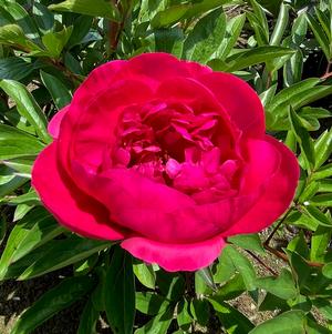 Peony Big Ben