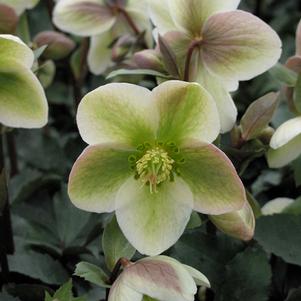 Helleborus WALBERTON'S® Ivory Prince