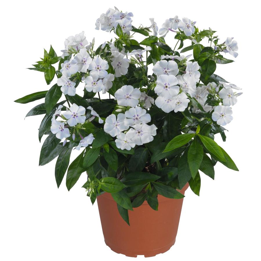 Phlox Dwarf Garden paniculata 'Flame® Light Blue'