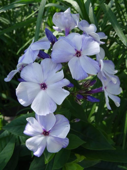 Phlox Dwarf Garden paniculata 'Flame® Light Blue'