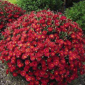 Chrysanthemum Mammoth™ Red Daisy