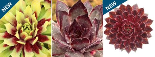 Sempervivum Chick Charms® 'Collection B'