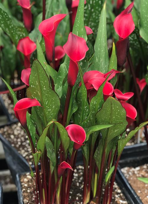 Calla 'Red Charm®'