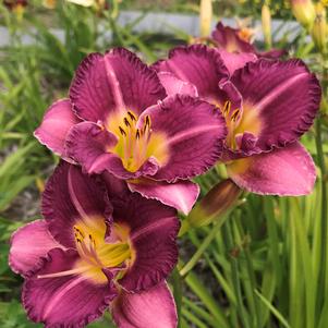 Hemerocallis Entrapment