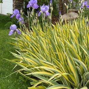 Iris pallida Aureo Variegata