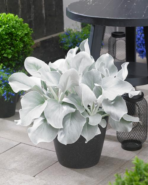 Senecio candicans 'Angel Wings'