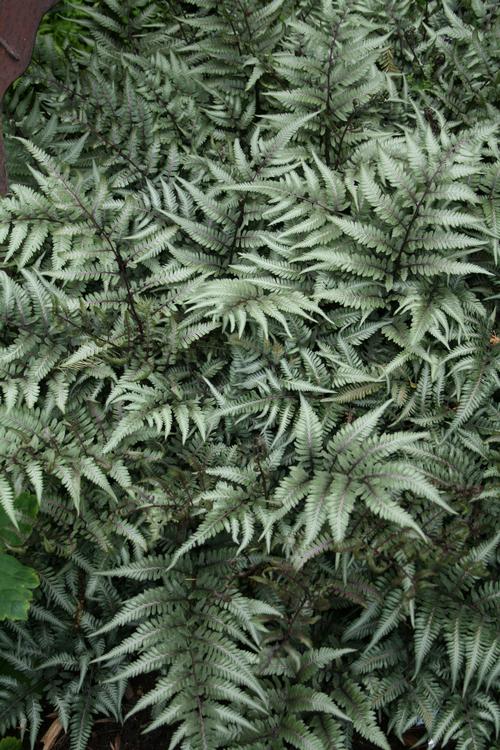 Athyrium niponicum pictum 'Godzilla'