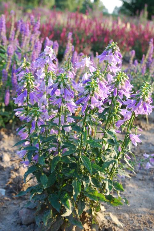 Adenophora confusa 'Fairybells™ Gaudi Violet'