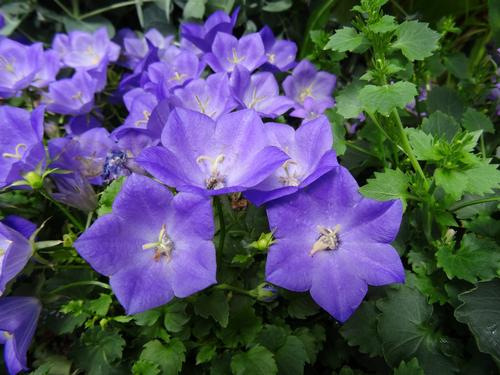 Campanula carpatica Pearl Deep Blue