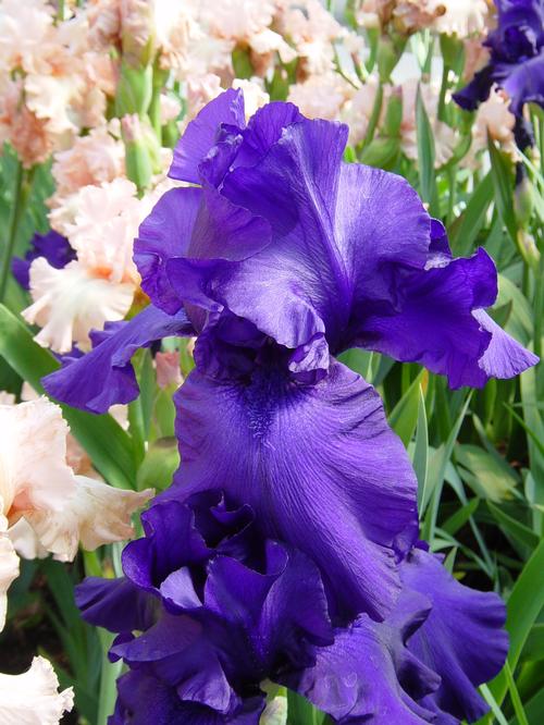 Iris germanica 'Breakers'