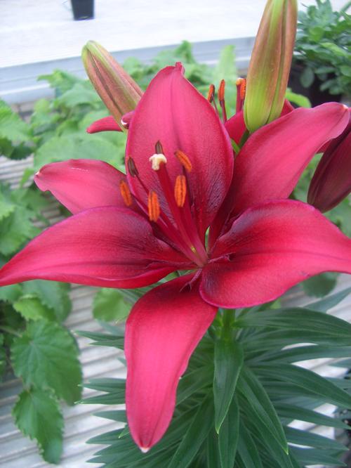 Lilium - Asiatic Pot Lily Looks™ 'Tiny Ghost'