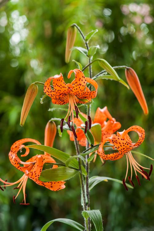 Lilium - Tiger Lily 'Splendens (orange)'