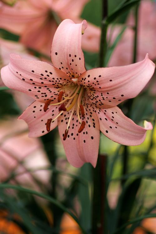 Lilium - Tiger Lily 'Pink'