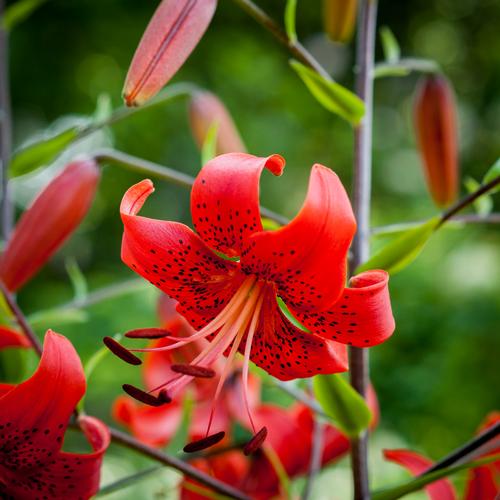 Lilium - Tiger Lily 'Red'