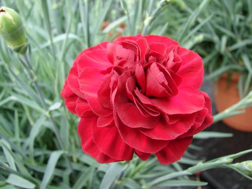 Dianthus 'Scent First® Passion'