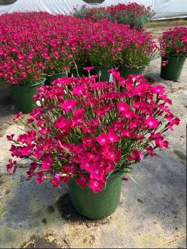 Dianthus 'Beauties® Kahori Scarlet'