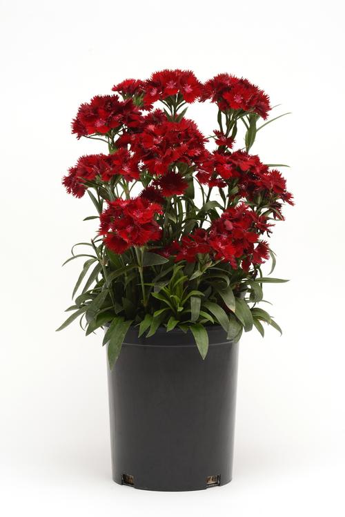 Dianthus x barbatus Rockin™ Red