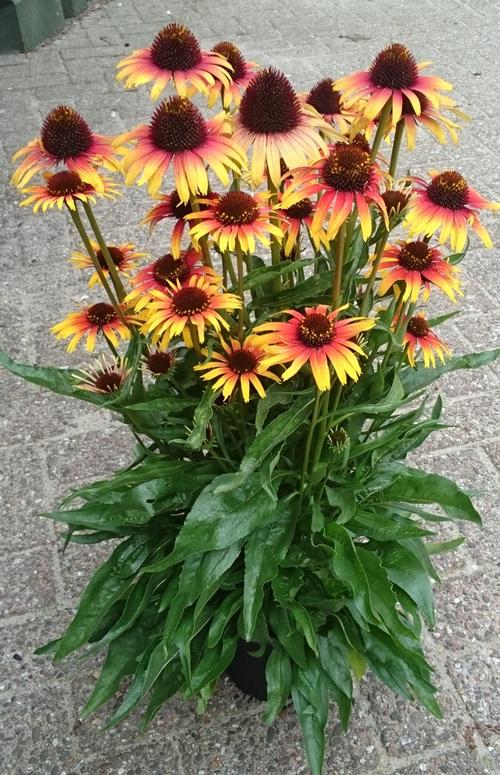 Echinacea 'Fine Feathered™ Parrot'