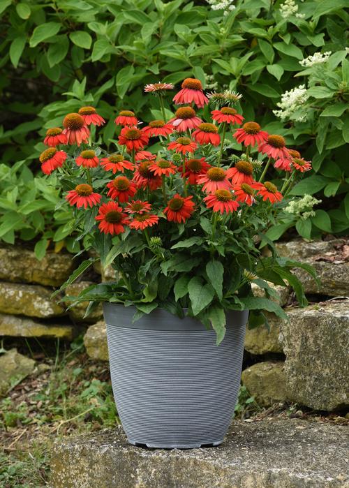 Echinacea 'Artisan™ Red Ombre'