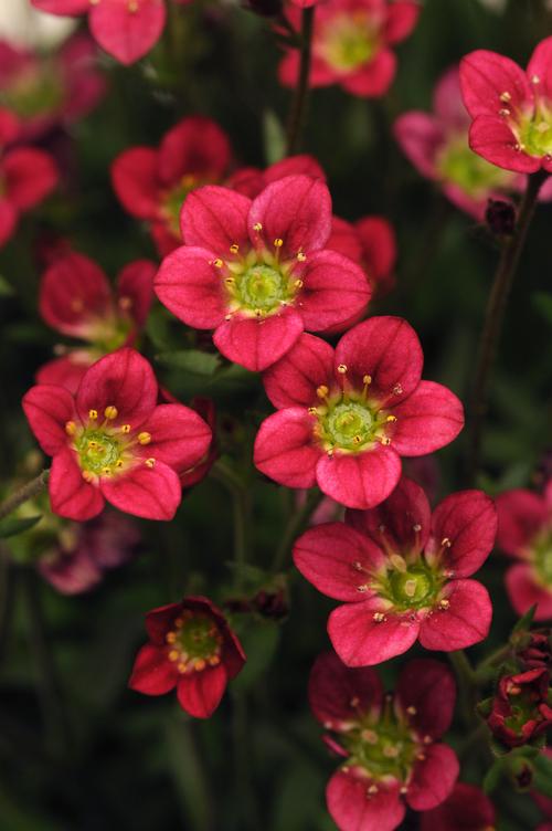 Saxifraga x arendsii 'Rocco Red'