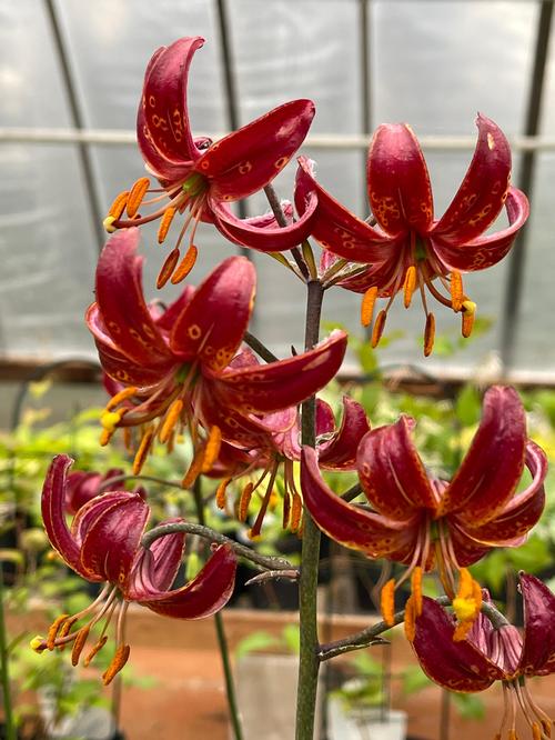Lilium - Specialty Lily martagon 'Claude Shride'