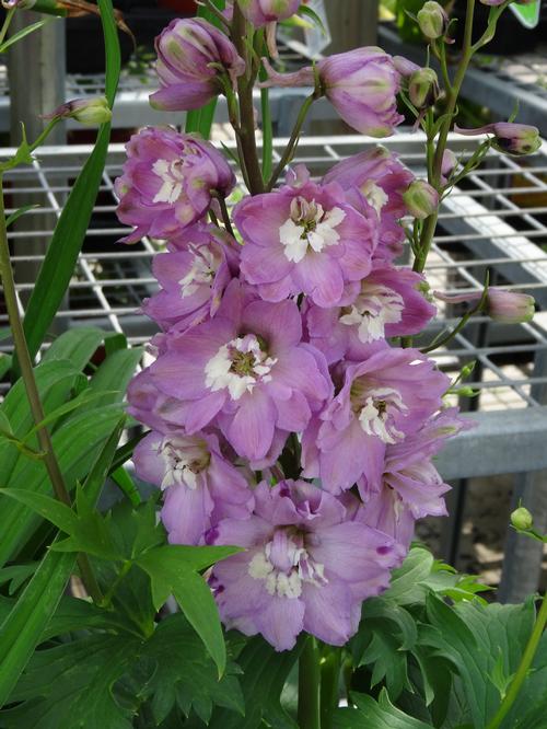 Delphinium elatum 'Magic Fountains Lilac Pink/White Bee'
