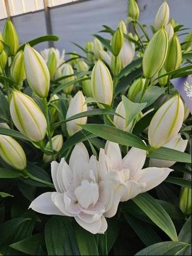 Lilium - Oriental Pot Lily Looks™ 'Sunny Double Bounty'
