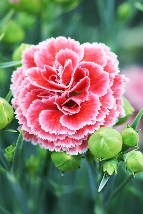 Dianthus 'Scent First® Coral Reef'