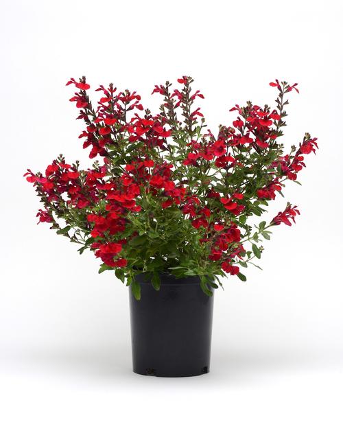 Salvia greggiii 'Mirage™ Cherry Red'