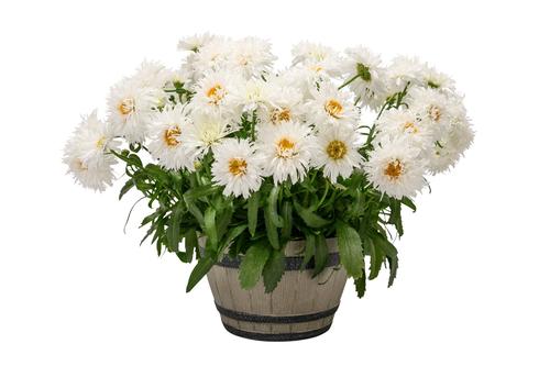 Leucanthemum maximum 'Sweet Daisy Rebecca'