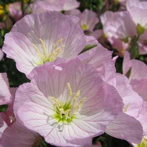 Oenothera berlandieri Siskiyou Pink