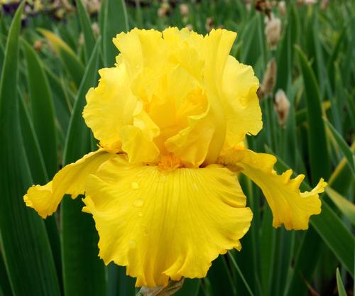 Iris germanica 'Pure as Gold'