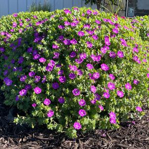 Geranium sanguineum 'New Hampshire Purple'