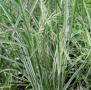 Grass Calamagrostis acutiflora 'Overdam'
