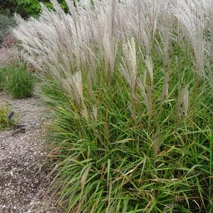 Grass Miscanthus sinensis 'Purpurascens'