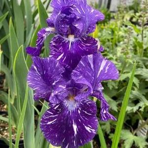 Iris germanica 'Batik'