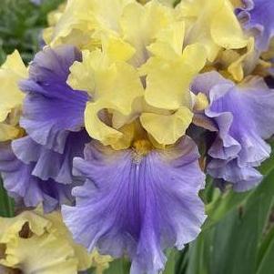Iris germanica 'Edith Wolford'