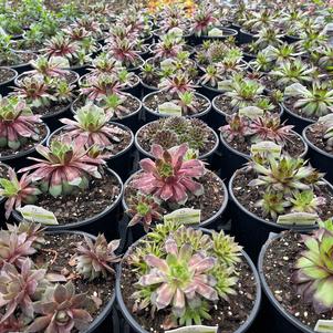 Sempervivum 'Mixed Assortment'