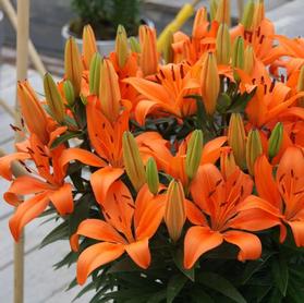 Lilium - Asiatic Pot Lily 'Orange Matrix'