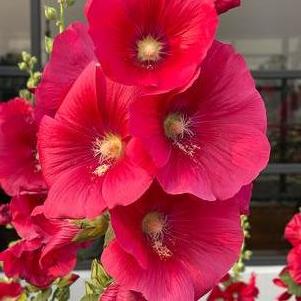 Alcea rosea 'Spotlight™ Mars Magic'