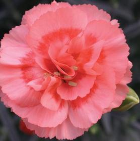 Dianthus 'Scent First™ Romance'