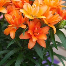 Lilium - Asiatic Pot Lily Looks™ 'Tiny Double You'