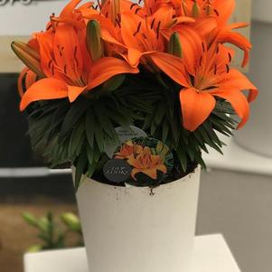 Lilium - Asiatic Pot Lily Looks™ 'Tiny Invader'