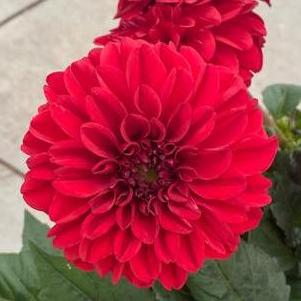 Dahlia 'GoGo Red'