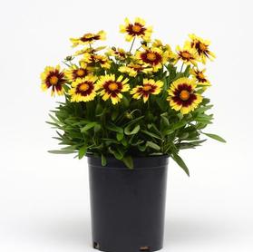 Coreopsis 'Uptick™ Yellow and Red'